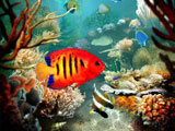 Tropical Fish 3D