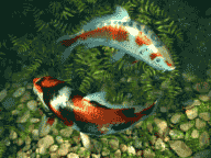 Koi Fish 3D