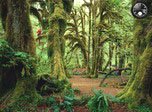 Rainy Forest Bildschirmschoner - Natur-Bildschirmschoner
