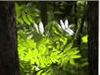 Download Free Screensaver - Summer Forest