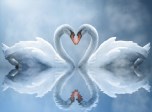 Swan Love animierte Hintergrundbilder