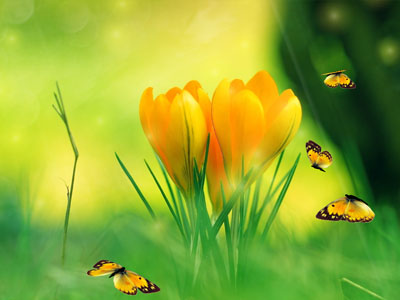 Spring Charm Screensaver Windows 11 download