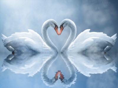 Windows 7 Swan Love Animated Wallpaper 2.0 full