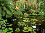 Butterflies Ponds Screensaver - Nature Screensavers