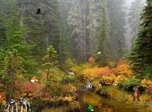 Natur-Bildschirmschoner - Autumn Fantasy - Screenshot #1