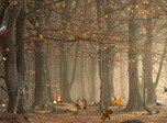 Natur-Bildschirmschoner - Autumn Fantasy - Screenshot #5
