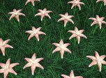 Kostenloser Bildschirmschoner - Flowers Meadow 3D - Screenshot #1