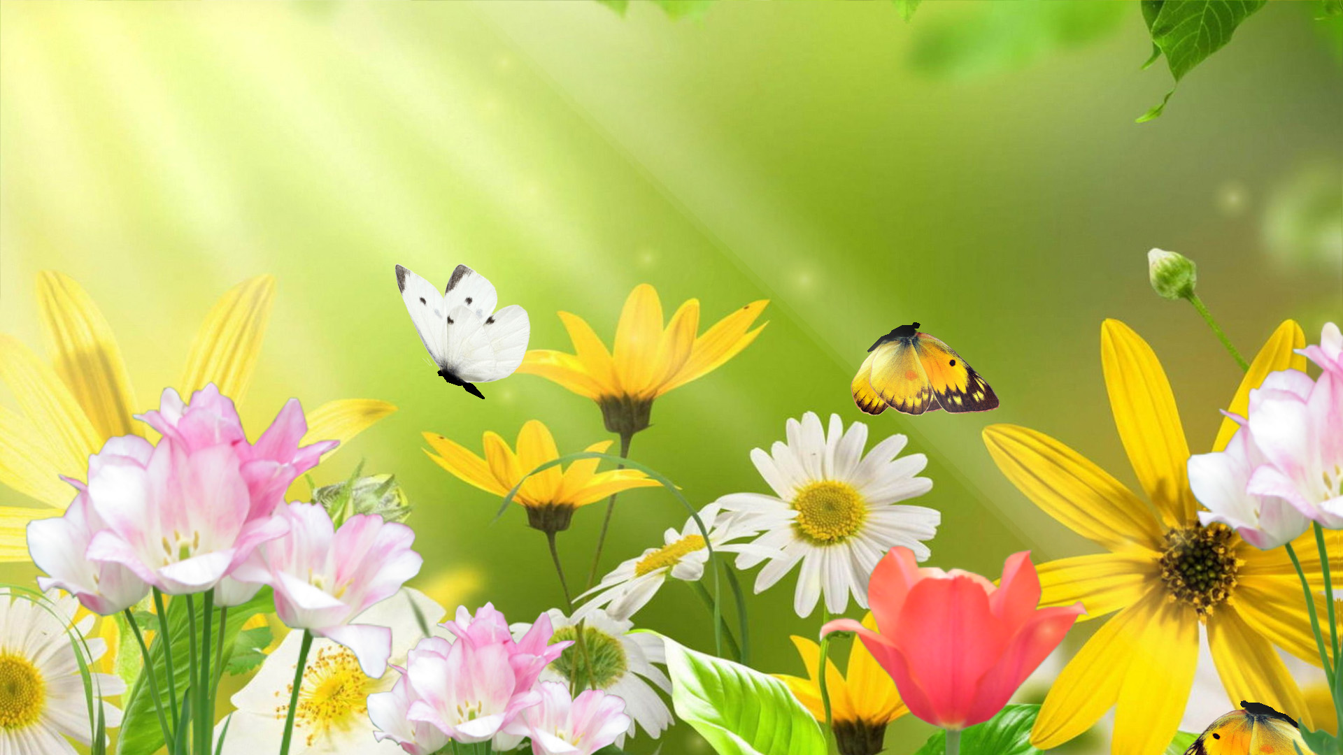 Free Screensaver Spring ~ Flower Iphone Wallpapers | stockpict